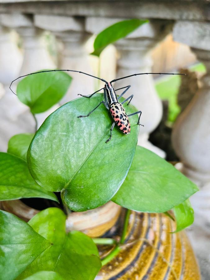 Maison Vu Tri Vien Huế Kültér fotó